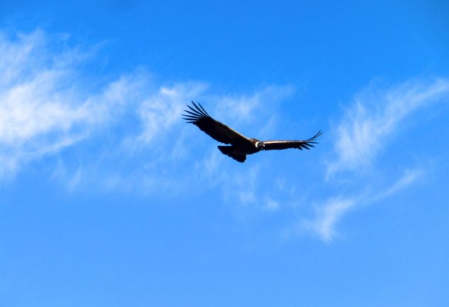 colca_canyon_peru_020