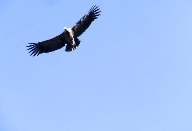 colca_canyon_peru_021