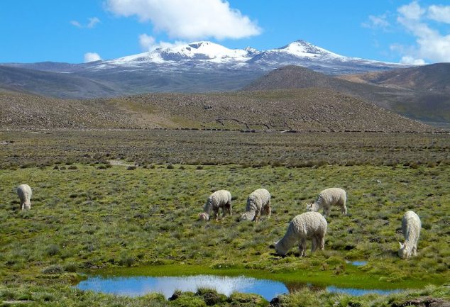 colca_canyon_peru_045