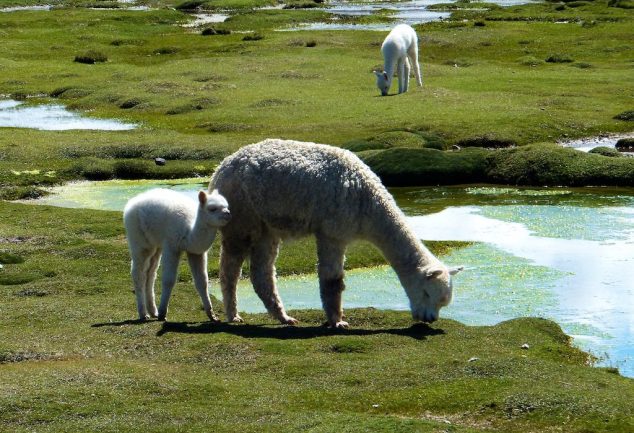 colca_canyon_peru_048