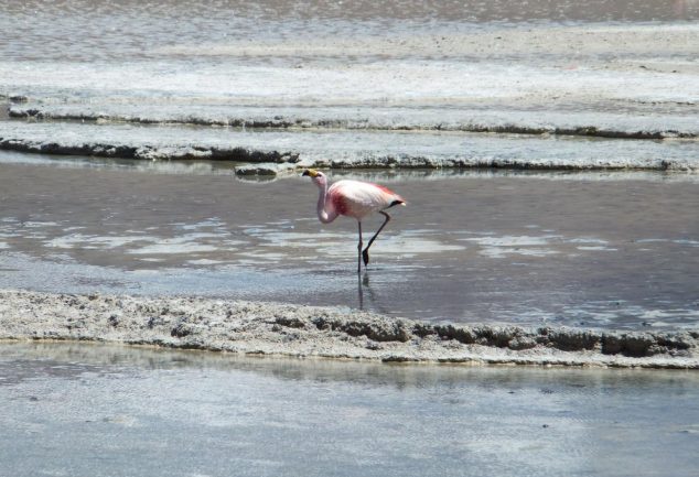 Tour zum Salar de Uyuni