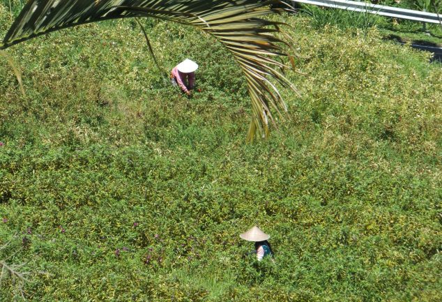 ost-bali_indonesien_126