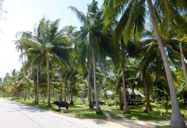 Koh_Phangan_Thailand_018