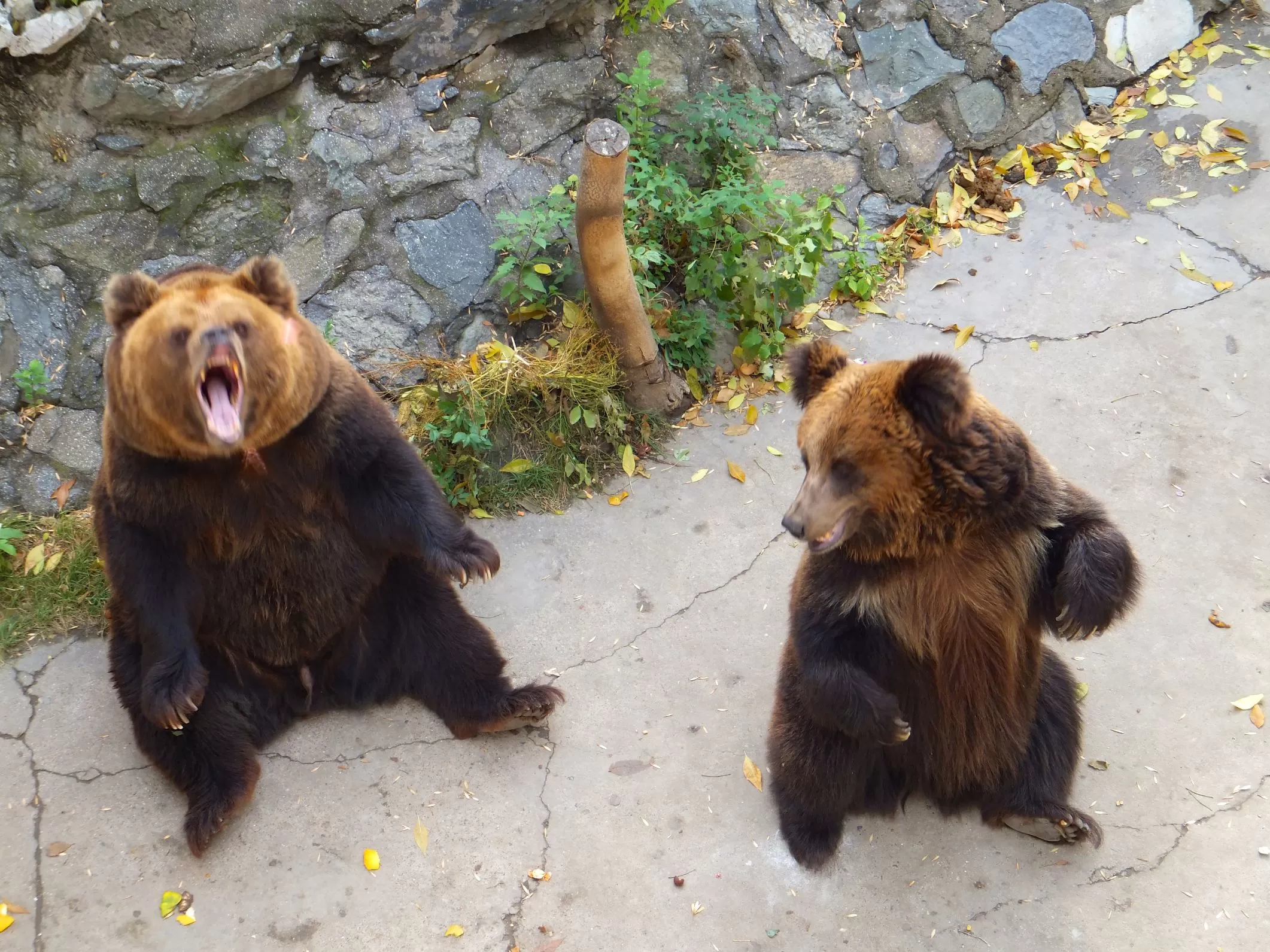 Der Pekinger Zoo gleicht einer Tierquälerei Der Pekinger Zoo gleicht einer Tierquälerei