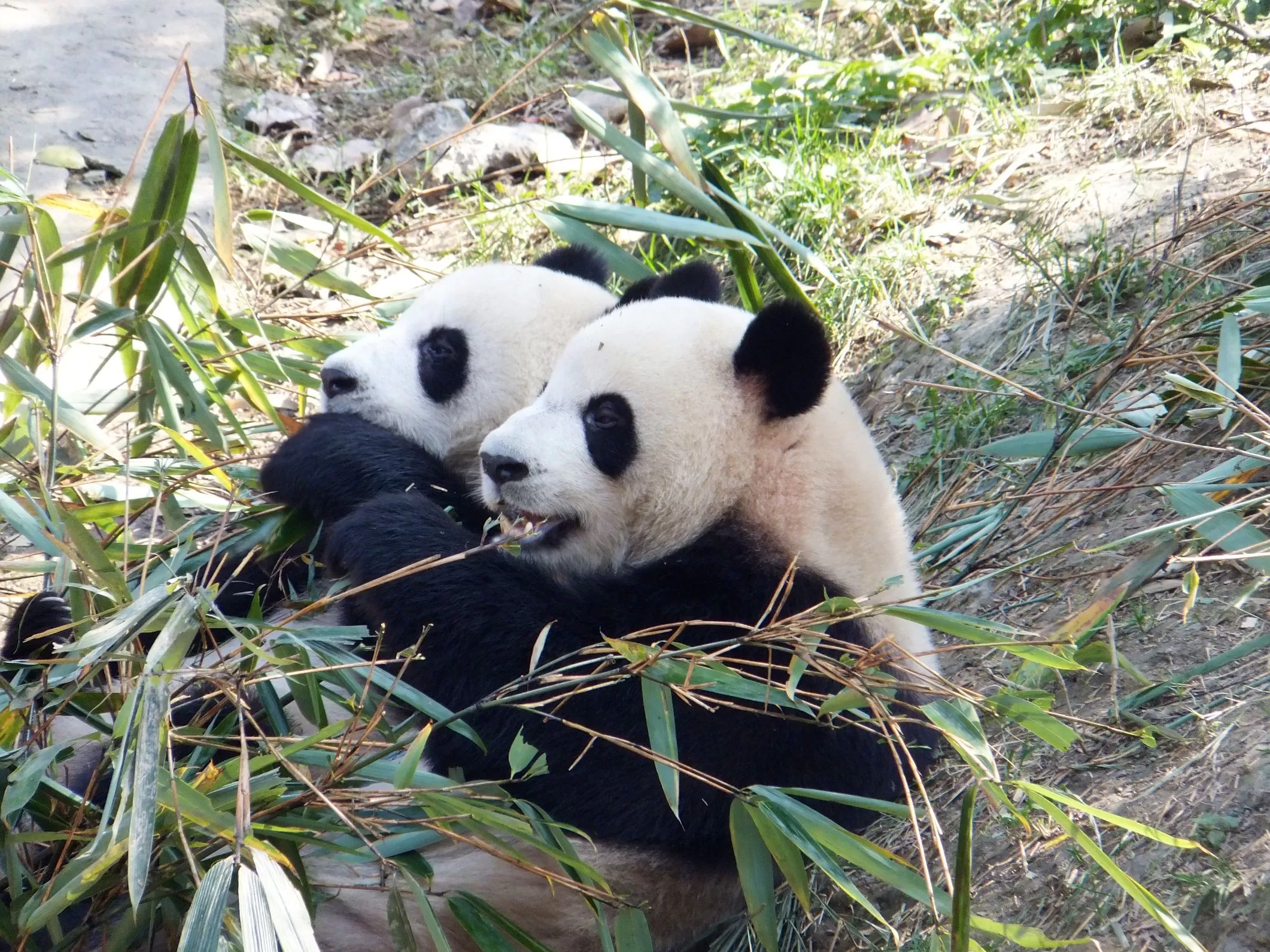 Panda Base Center - Chengdu - China Panda Base Center - Chengdu - China