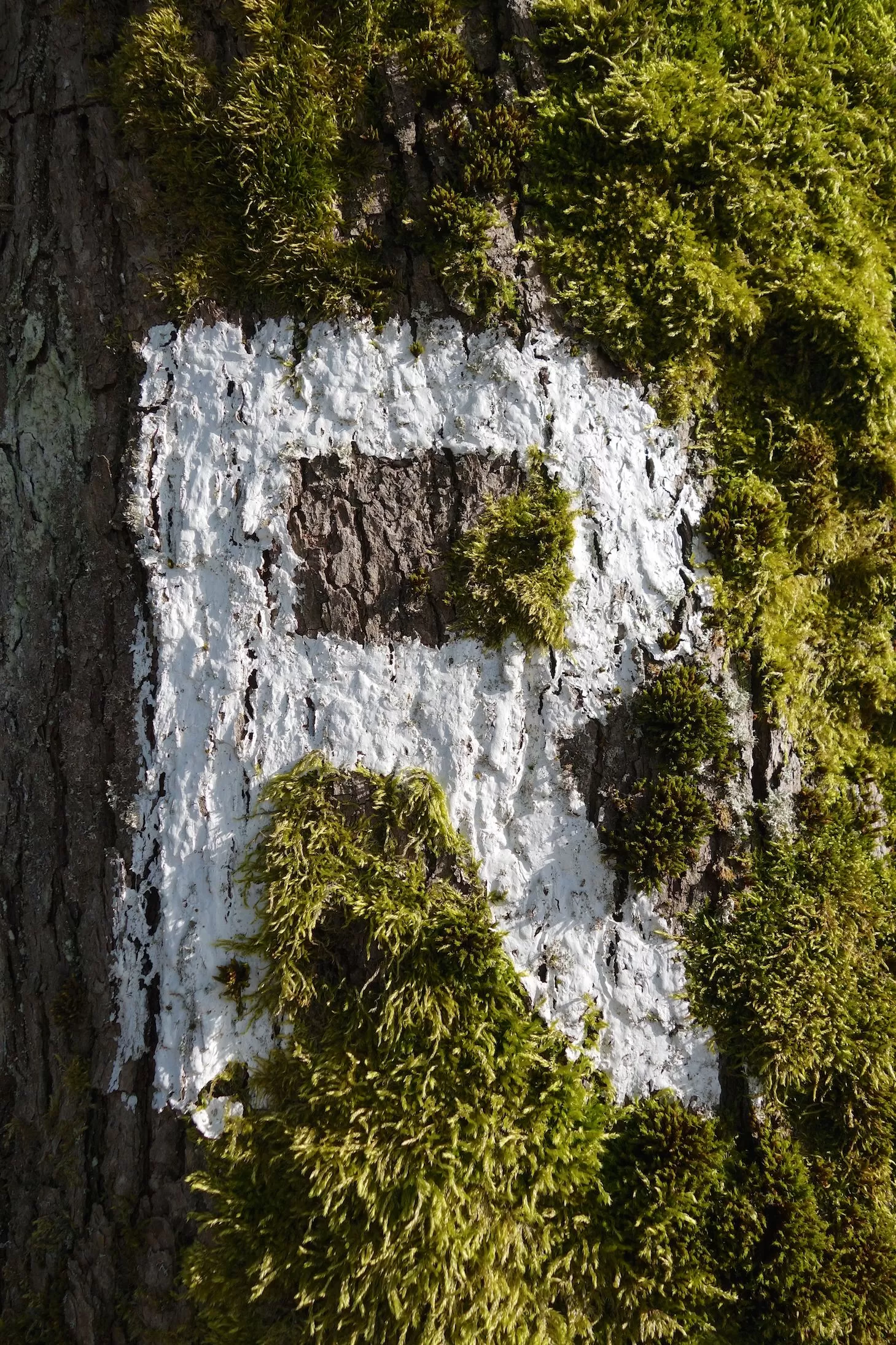 Immer dem "R" auf dem Rennsteig folgen Immer dem "R" auf dem Rennsteig folgen