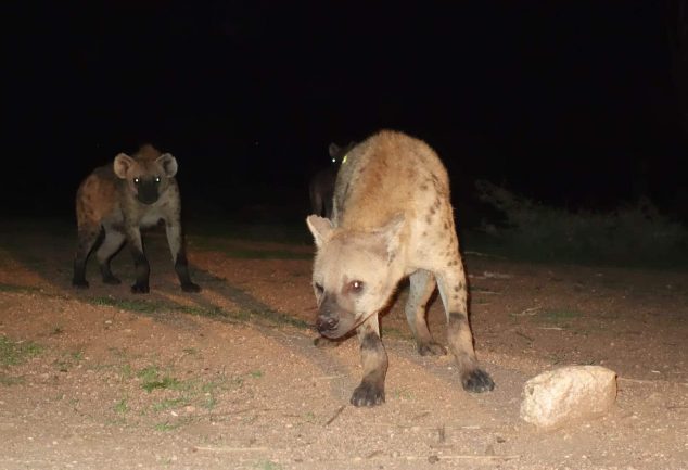 Harar - Hyänen füttern