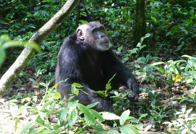 Kibale National Park
