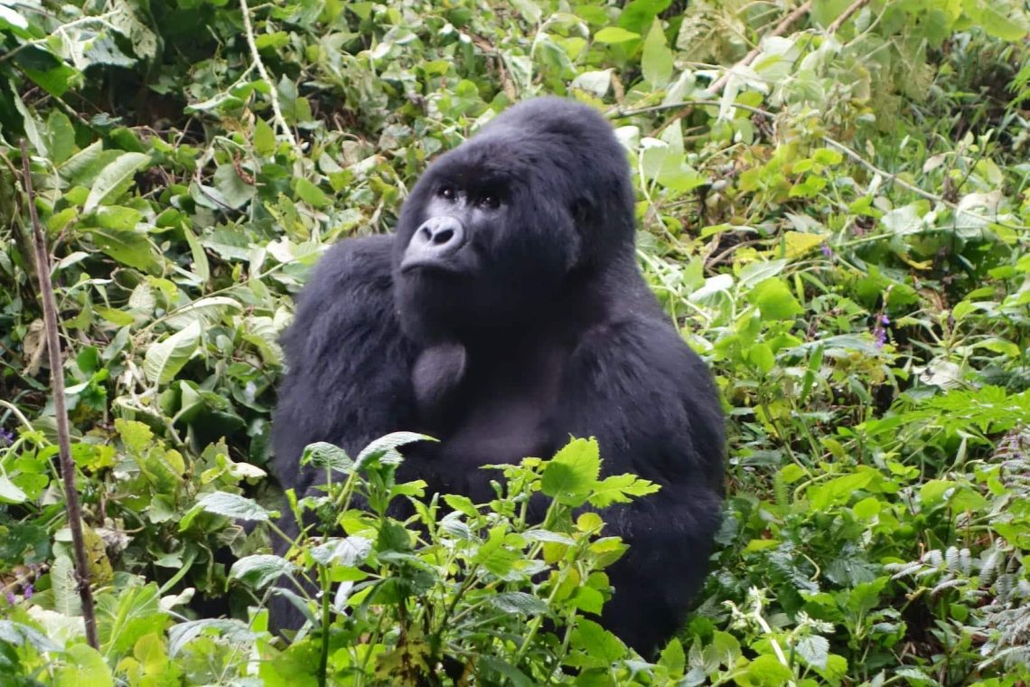 Mgahinga Gorillas National Park | Uganda