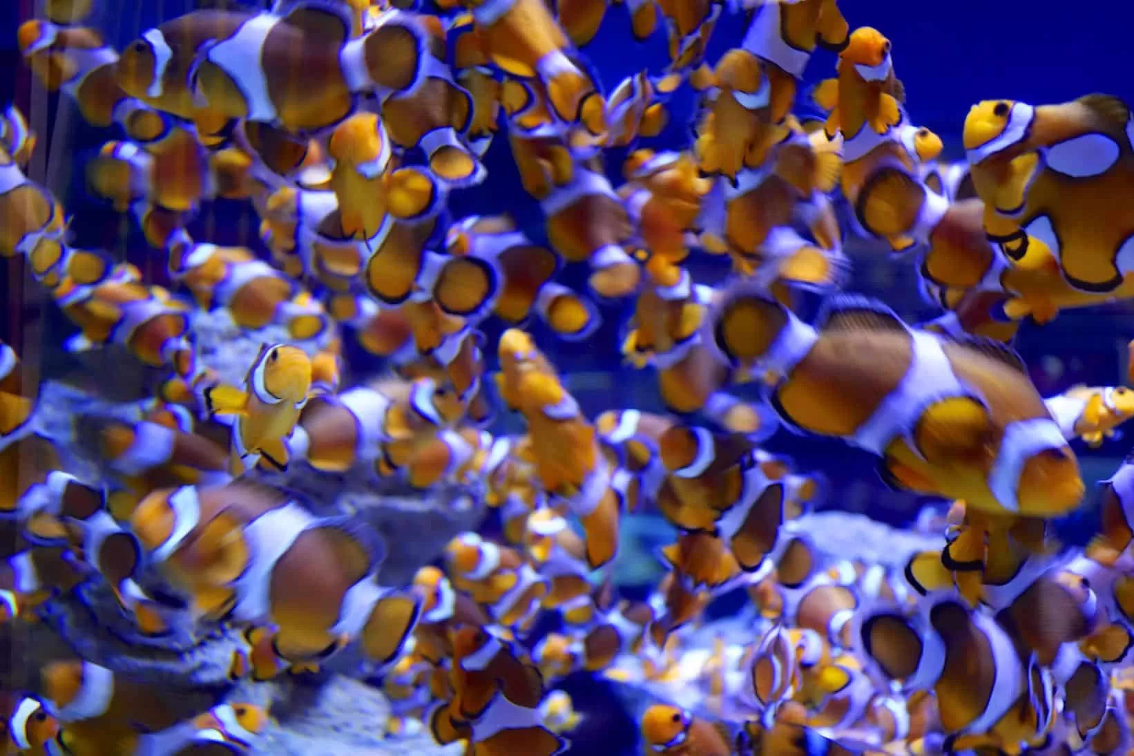 Cape Town – Two Oceans Aquarium
