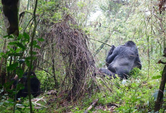 Mgahinga Gorillas National Park