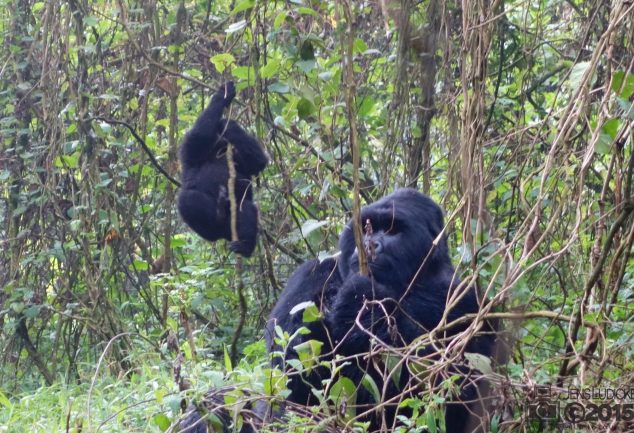 Mgahinga Gorillas National Park