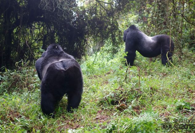 Mgahinga Gorillas National Park