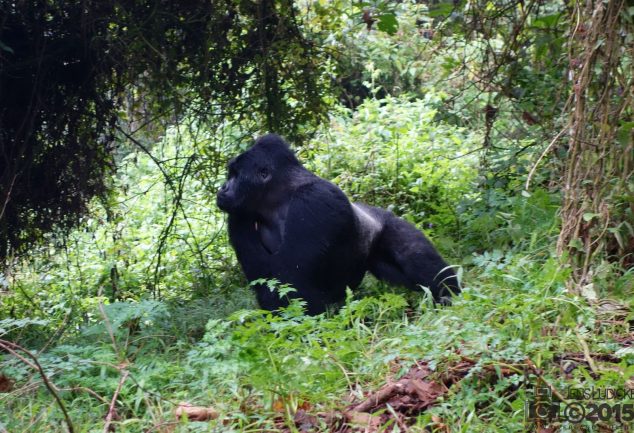 Mgahinga Gorillas National Park