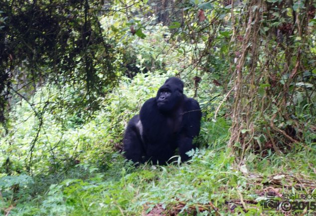 Mgahinga Gorillas National Park