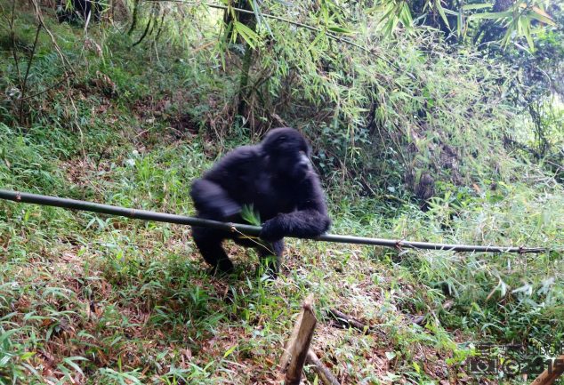 Mgahinga Gorillas National Park