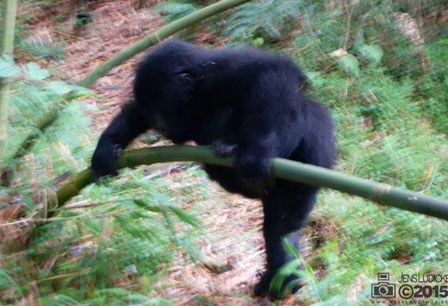 Mgahinga Gorillas National Park
