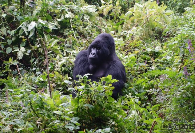 Mgahinga Gorillas National Park