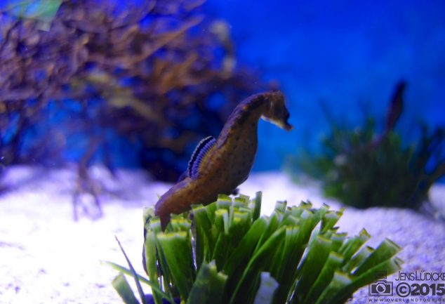 twooceansaquarium_cape_town_2015_010