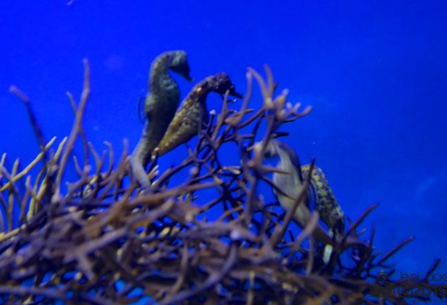 twooceansaquarium_cape_town_2015_011