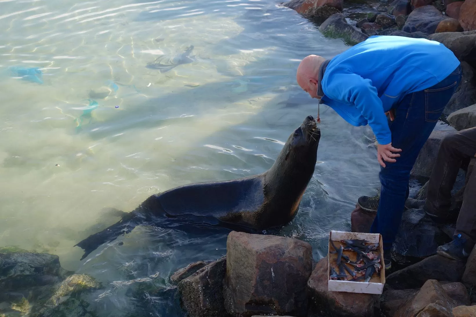 Cape Town Seehundfütterung in Kapstadt