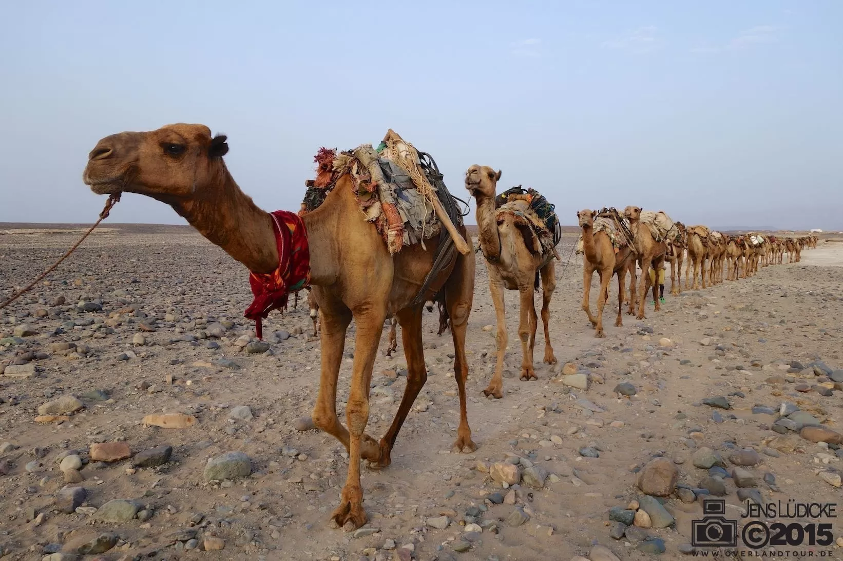 Die Kamelkarawanen durch die Danakil Depression Die Kamelkarawanen durch die Danakil Depression