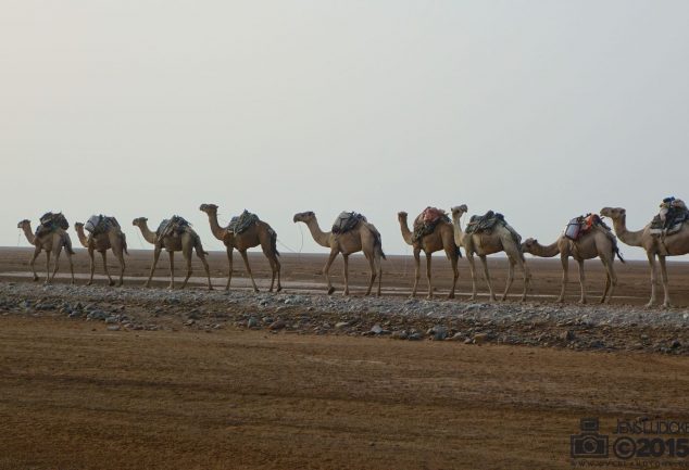 Die Kamelkarawanen durch die Danakil Depression