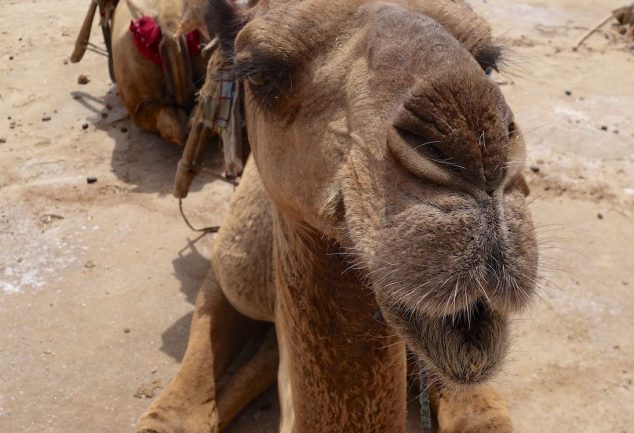 danakil_depression_2015_048