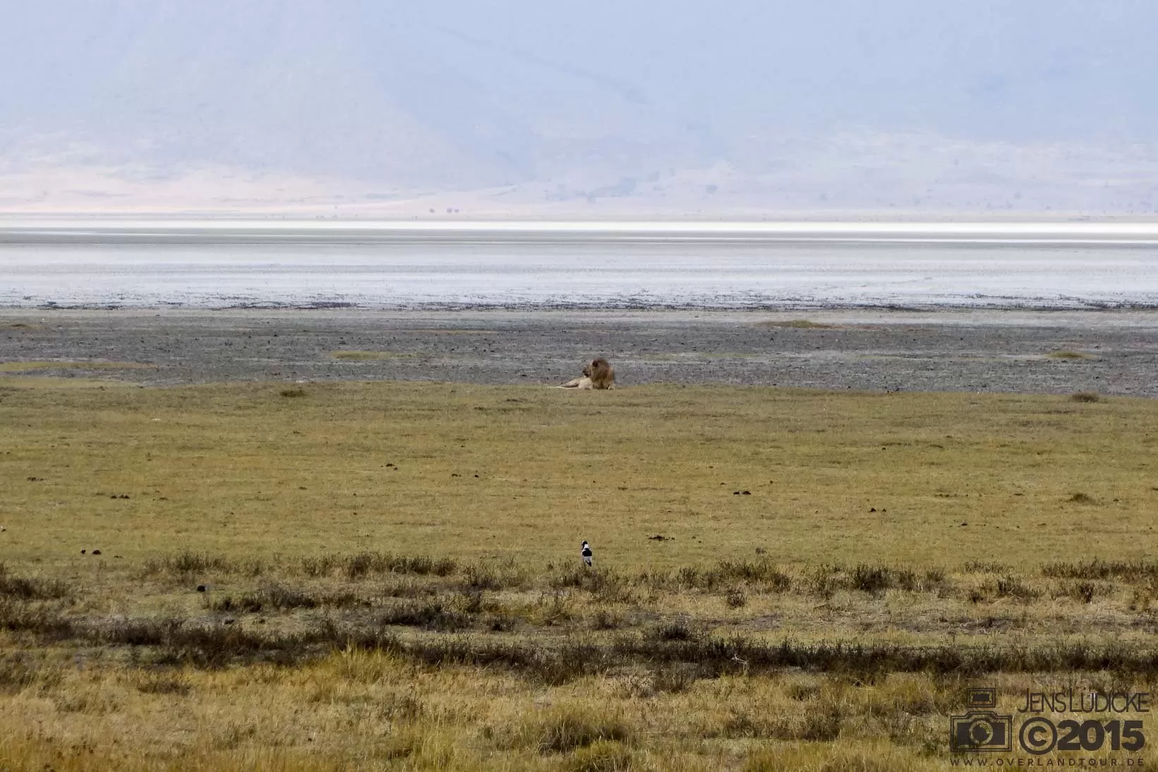 Ngorongoro Crater Safari Der erste Löwe im Ngorongoro Krater