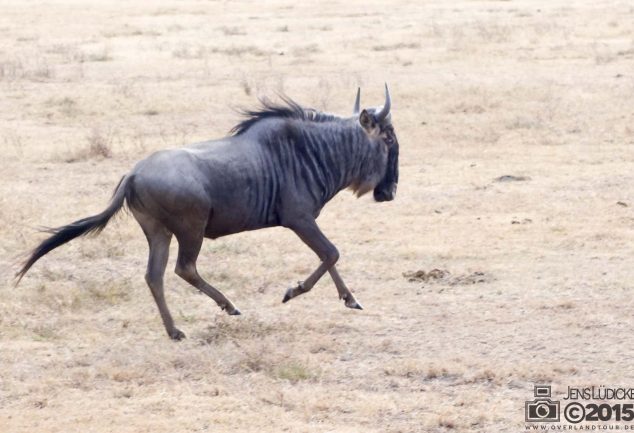 Ngorongoro Crater Safari