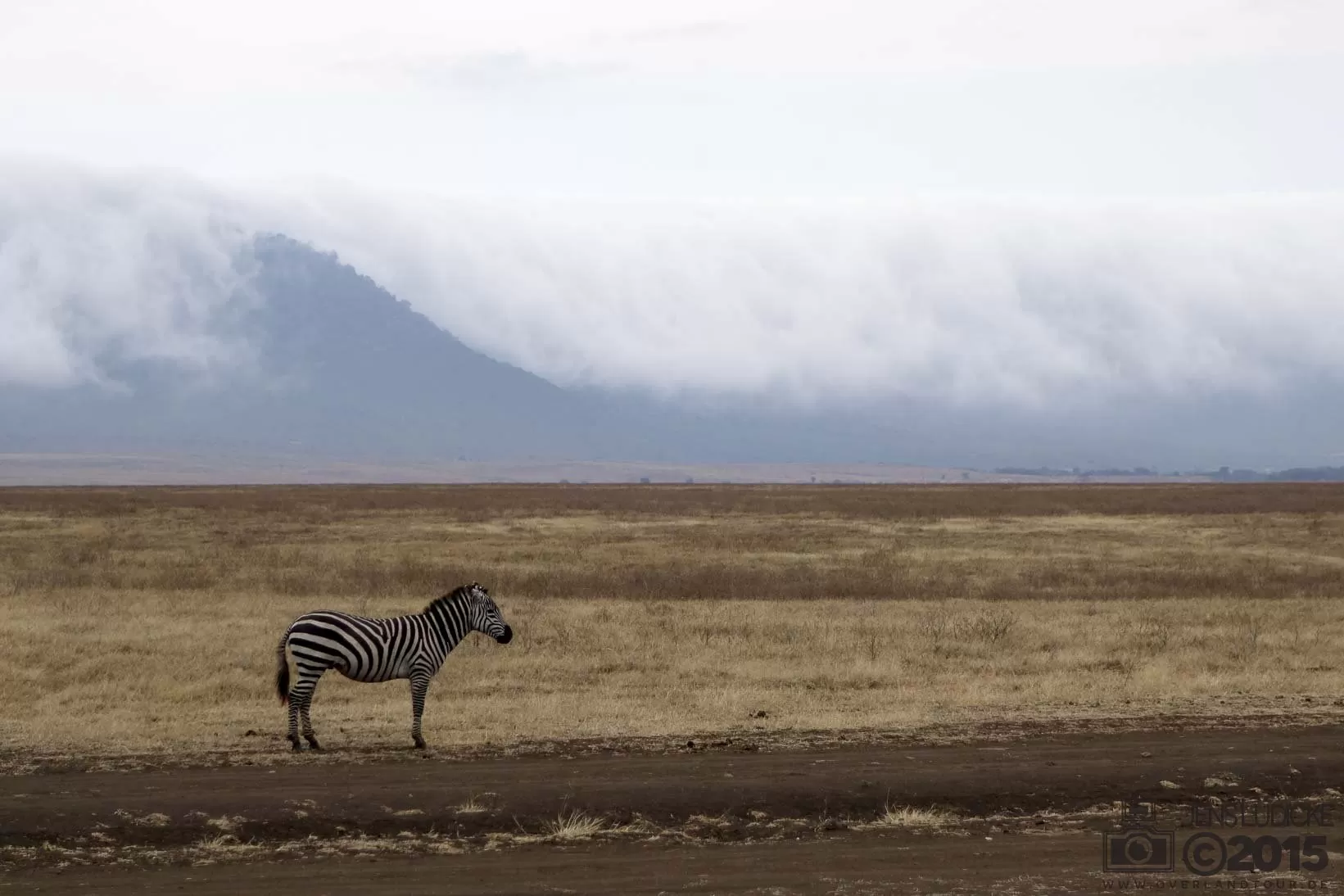 Ngorongoro Crater Safari Ein Zebra so alleine