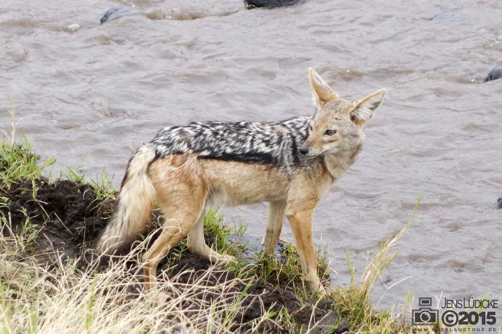Ngorongoro Crater Safari Ein Jackel am Fluss