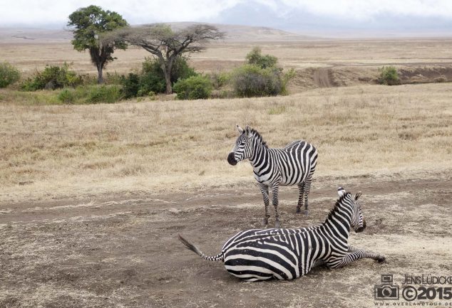 Ngorongoro Crater Safari