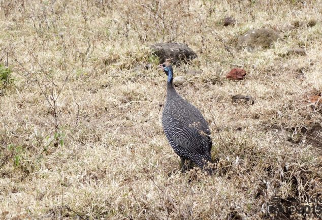 Ngorongoro Crater Safari