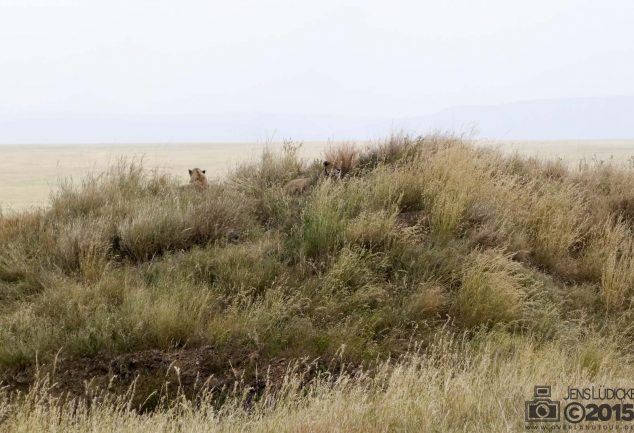 Serengeti Safari Tour in Tansania