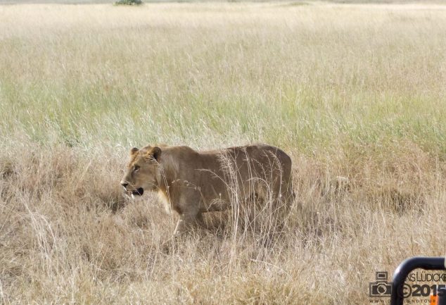 Serengeti Safari Tour in Tansania