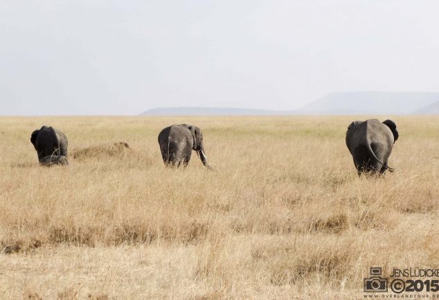 Serengeti Safari Tour in Tansania
