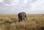 Eins der schönsten Bilder - Was für ein Elefant