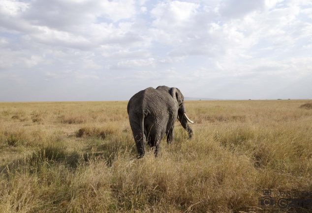Serengeti Safari Tour in Tansania