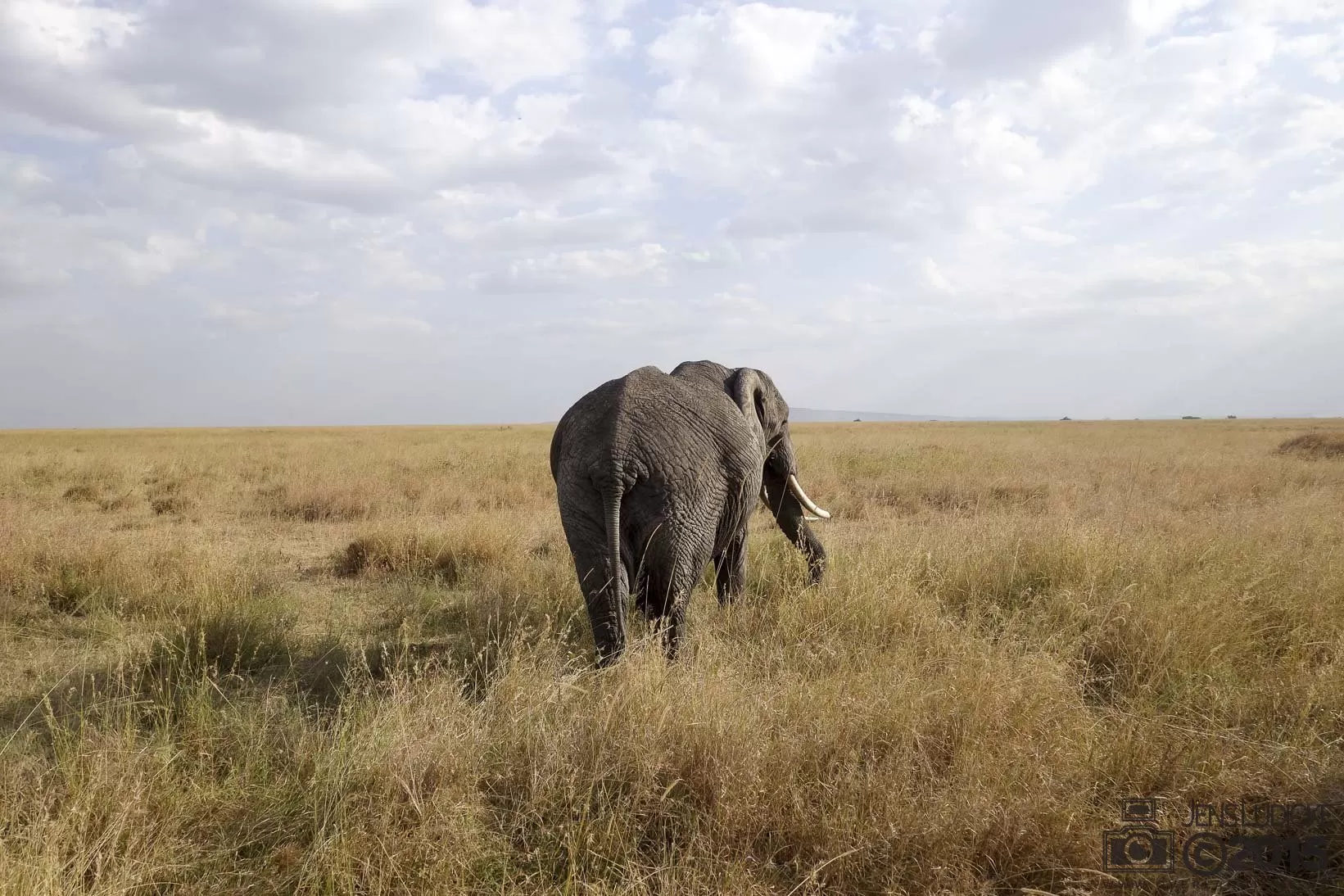 Eins der schönsten Bilder - Was für ein Elefant