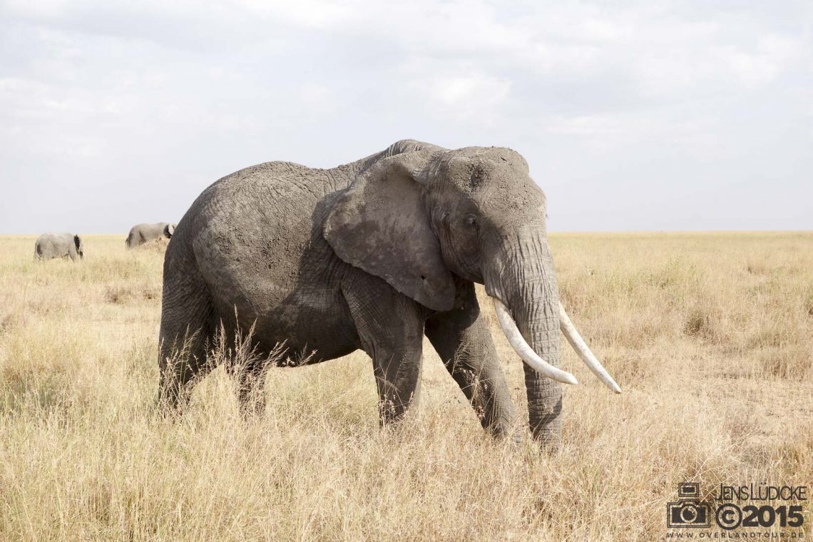 Elegant der Elefant in der Serengeti