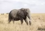 Elegant der Elefant in der Serengeti