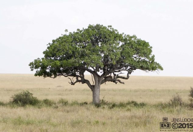 Serengeti Safari Tour in Tansania