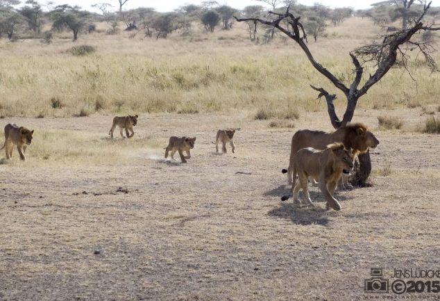 Serengeti Safari Tour in Tansania