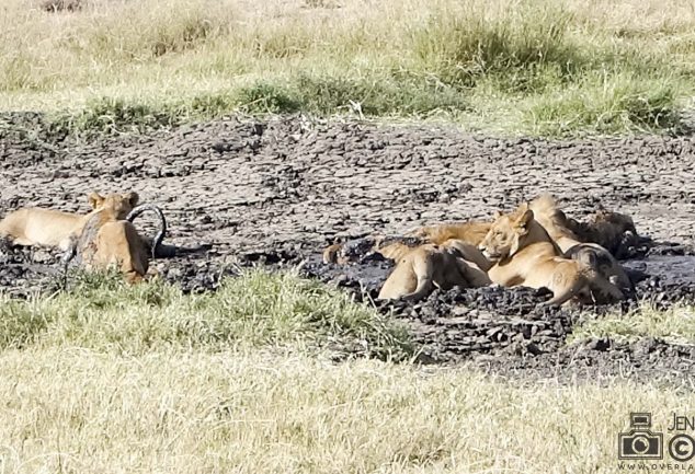 Serengeti Safari Tour in Tansania