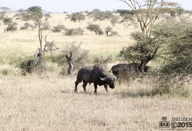 Serengeti Safari Tour in Tansania