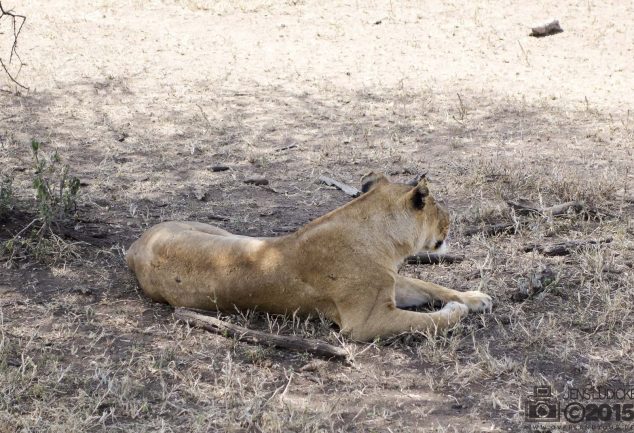 Serengeti Safari Tour in Tansania