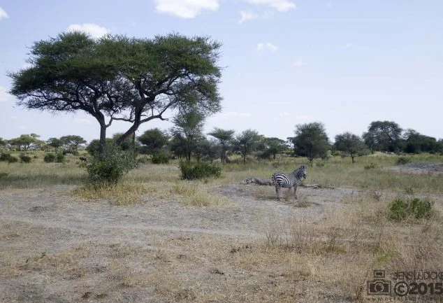 Tarangire Nationalpark