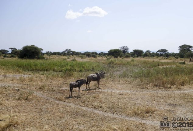 Tarangire Nationalpark