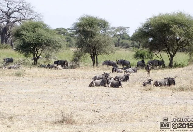 Tarangire Nationalpark